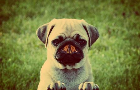 Dog and butterfly - Unlikely friends concept