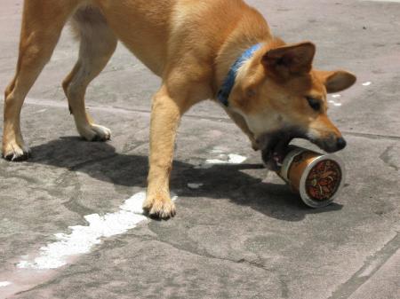 Dog Attacking Coffee Cup