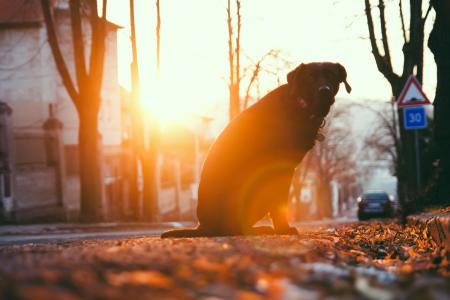 Dog by the Tree at Sunset