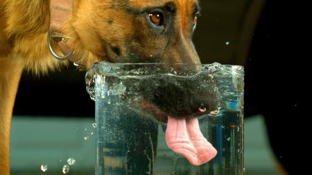 Dog Drinking Water