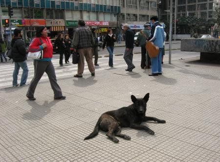 Dog on street