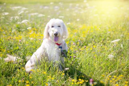 Dog in the Garden