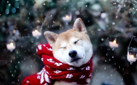 Dog in Winter