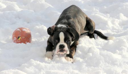 Dog in Winter