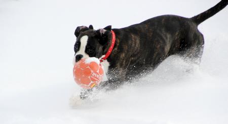 Dog in Winter