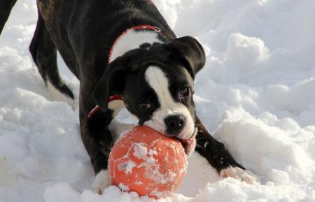 Dog in Winter