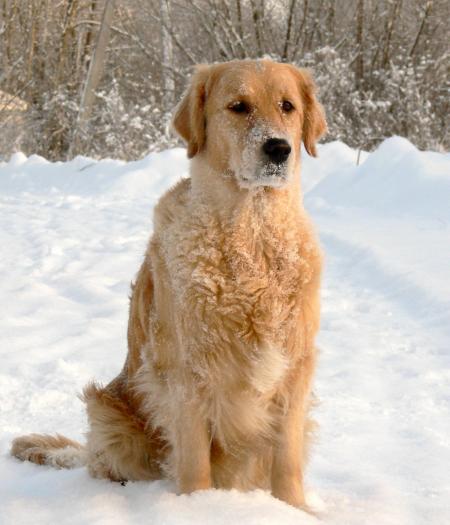 Dog in Winter