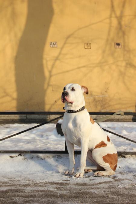 Dog on a winter day