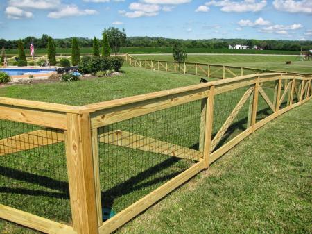 Dog on fence