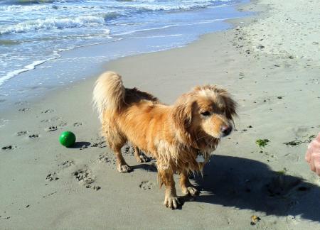 Dog on the Beach