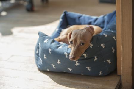 Dog on the Couch