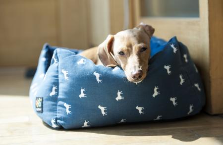 Dog on the Couch