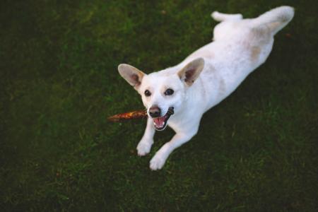 Dog on the grass