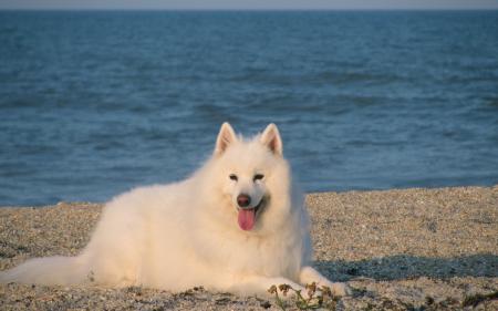 Dog on the Shore