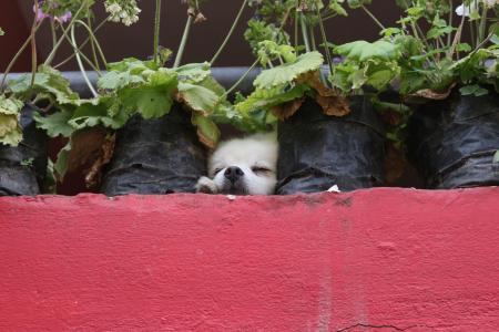 Dog or flower pot?