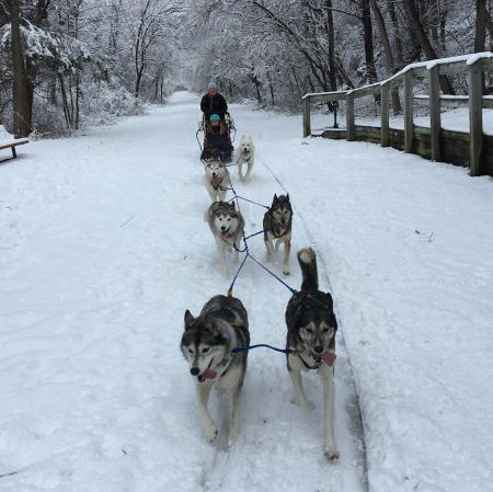 Dog Sled Team