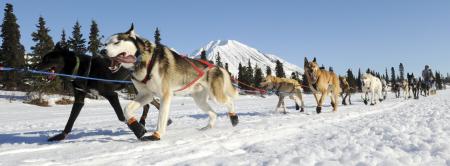 Sled Dog Team