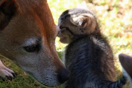 Dog smelling little kitten