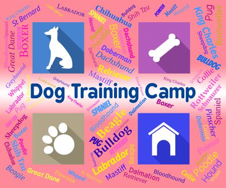 Dog Training Camp Indicates Group Trained And Coaching