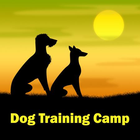 Dog Training Camp Means Coach Pups And Doggy