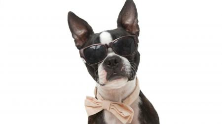 Dog with Shades