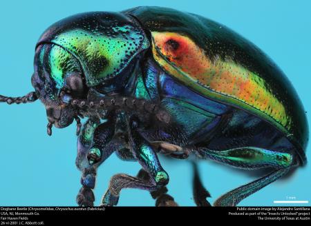 Dogbane Beetle (Chrysomelidae, Chrysochus auratus (Fabricius))