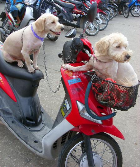 Dogs on a motorbike