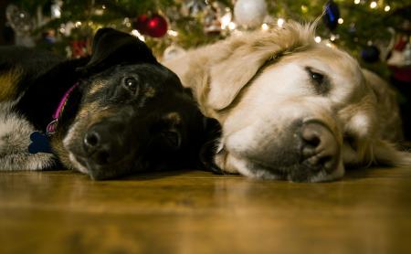Dogs under Christmas Tree
