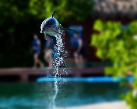 Dolphin