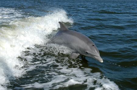 Group of Dolphins