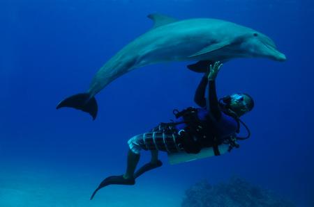 Dolphin Dive