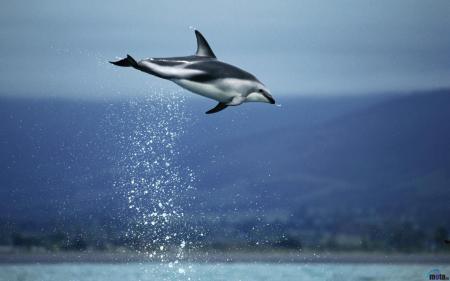 Dolphin Having Fun