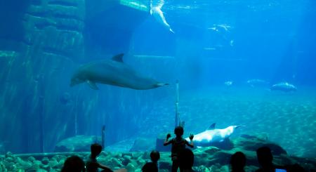 Dolphin in the Aquarium