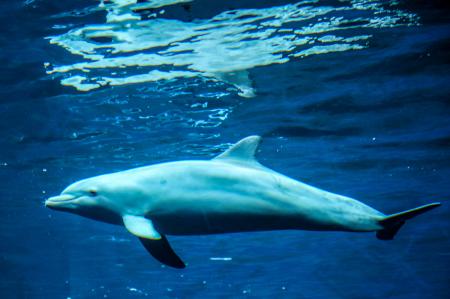 Dolphin in the Ocean