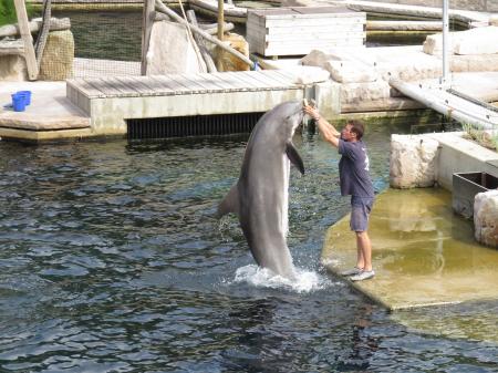 Dolphin in the Park