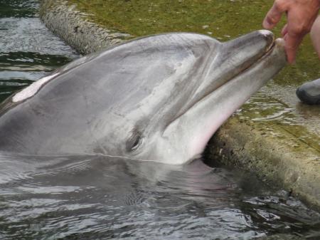 Dolphin in the Park