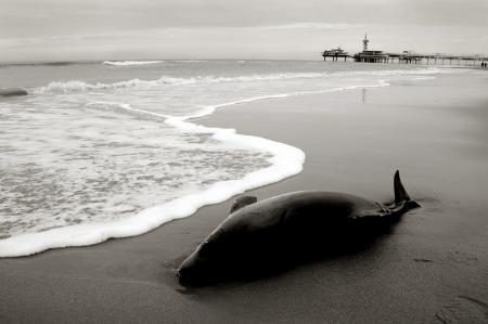 Dolphin washed to shore