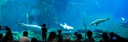 Dolphins in the Aquarium