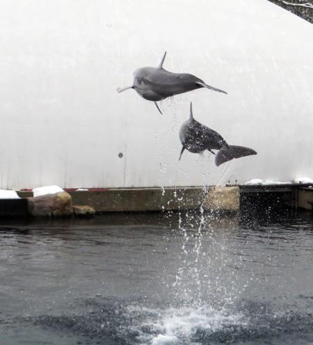 Dolphins in the Sea