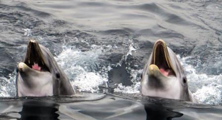 Dolphins in the Sea