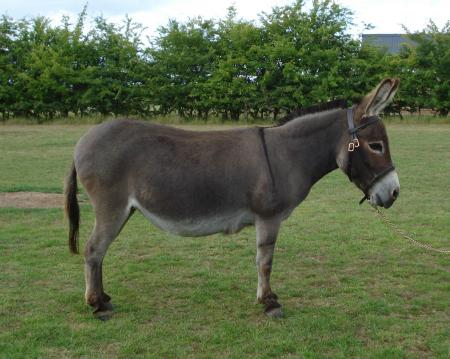 Donkey