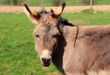 Donkeys in the Farm