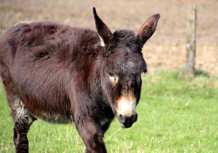 Donkeys in the Farm