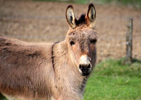 Donkeys in the Farm