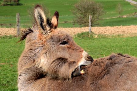 Donkeys in the Farm