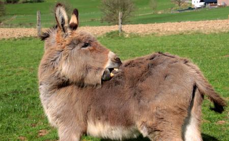 Donkeys in the Farm