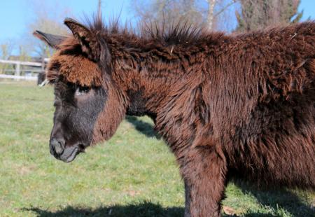 Donkeys in the Farm