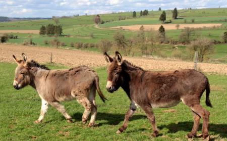 Donkeys in the Stable