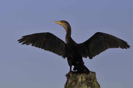 Double Crested Cormorant