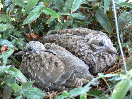 Dove chicks in the nest